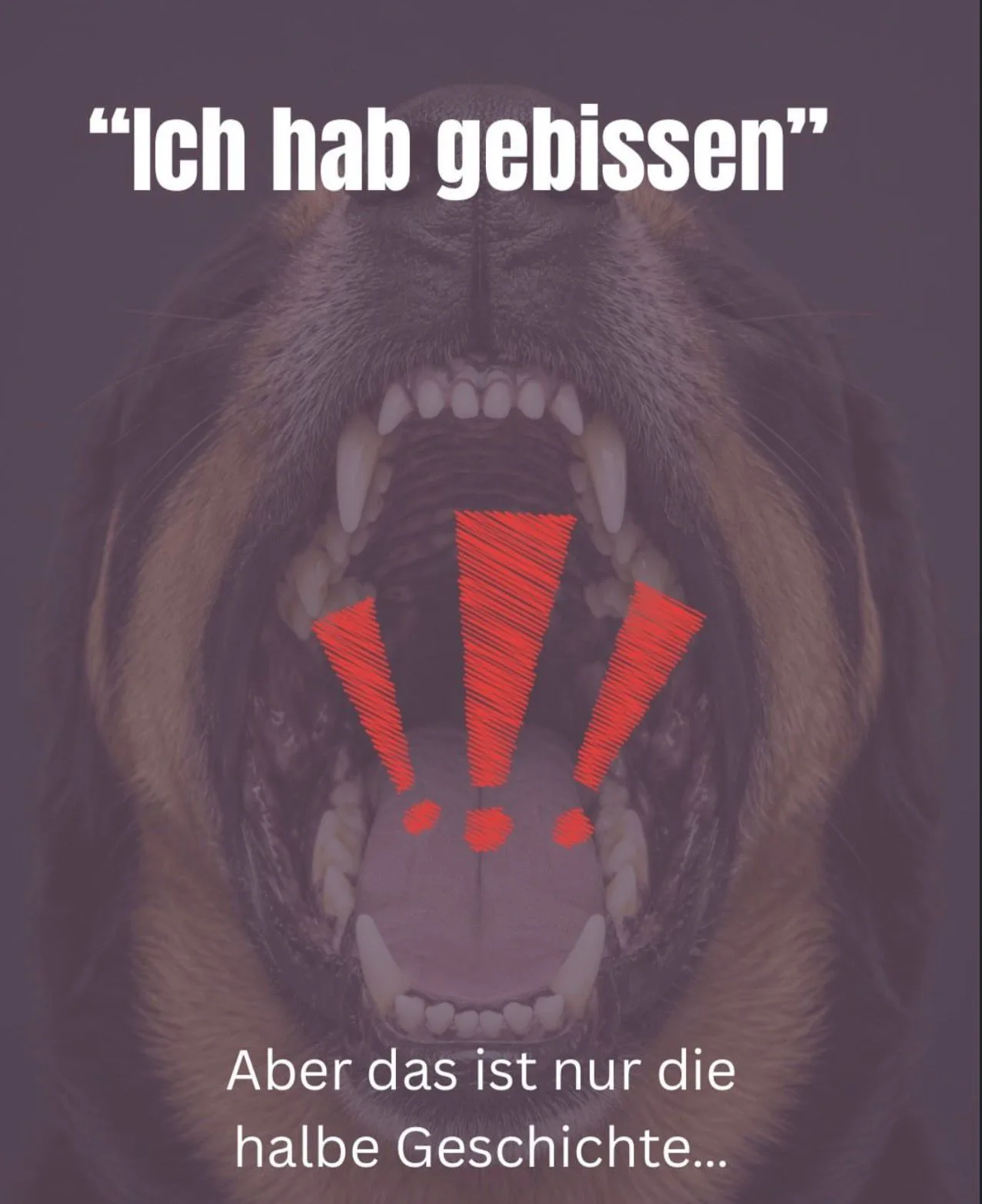 Die meisten Hundebisse können vermieden werden