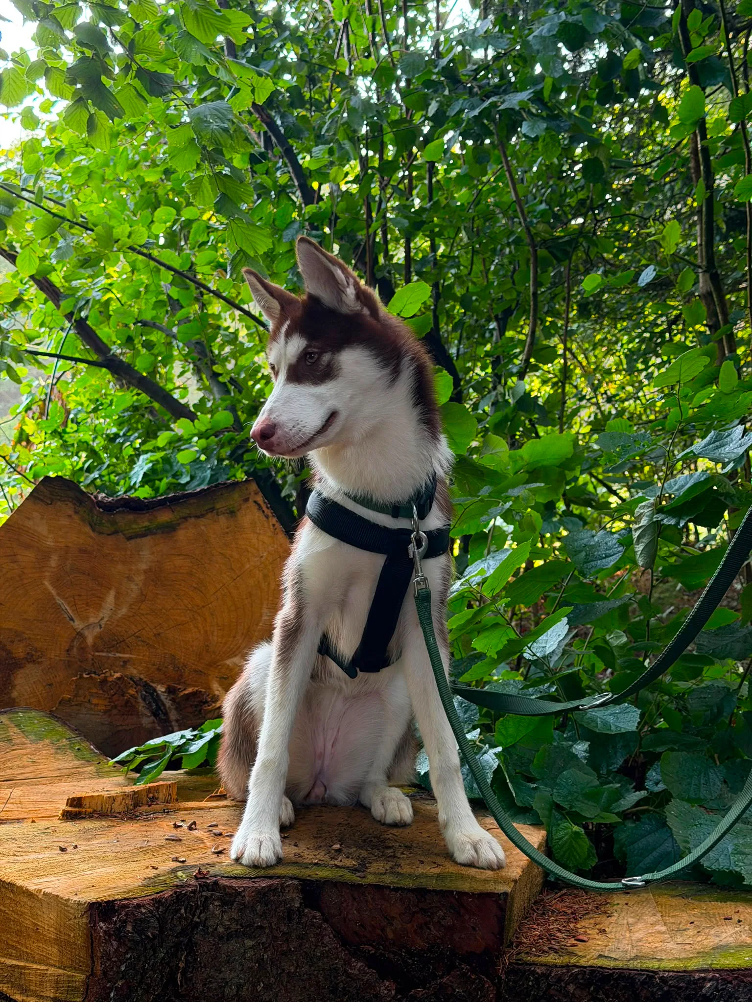 Was steckt wirklich in deinem Hund?