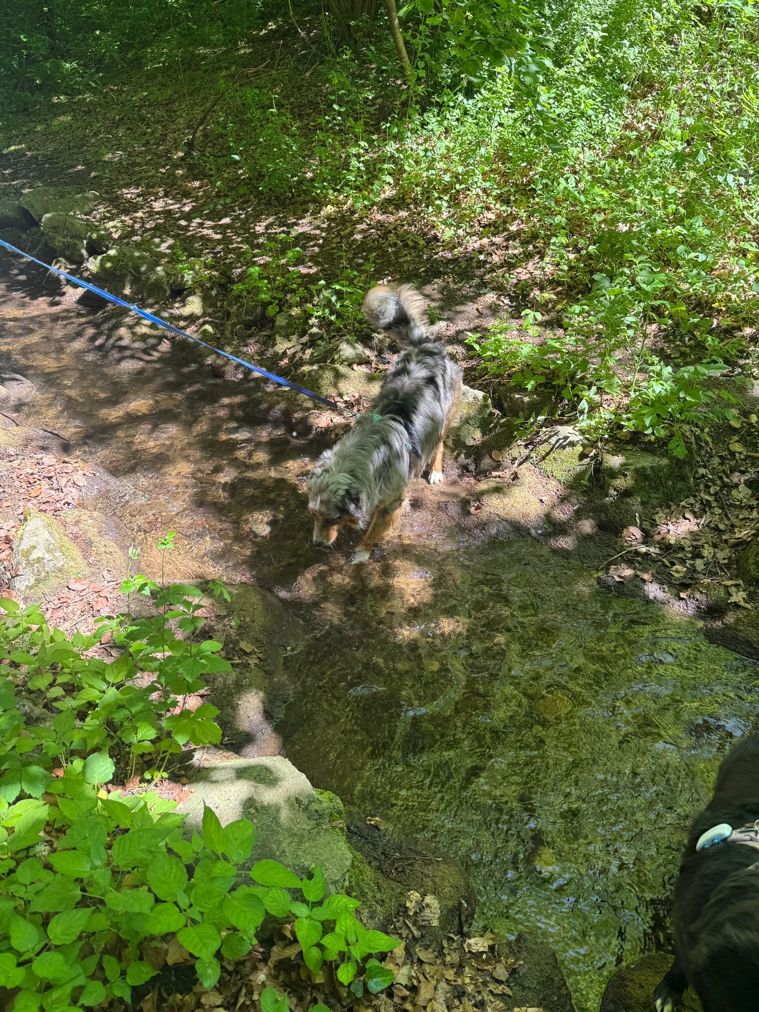 Hundetraining im Alltag – Mensch und Hund unterwegs, Hundetraining Lisa Putzbrunn