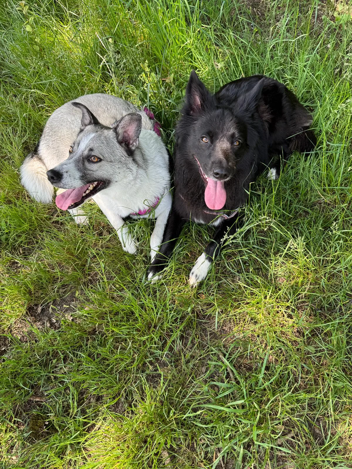 Trainingsmoment – Hundetraining Lisa, München