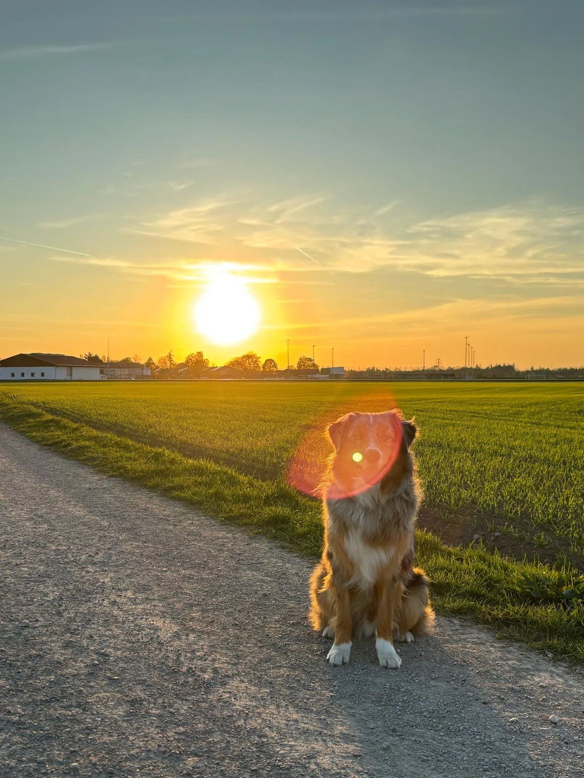 Hund beim Training in der Natur – Hundetraining Lisa