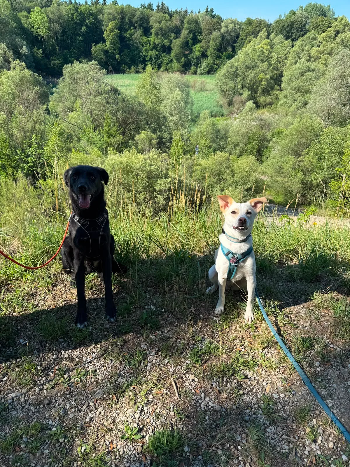 Mensch-Hund-Team im Alltag – Hundetraining Lisa, Landkreis München