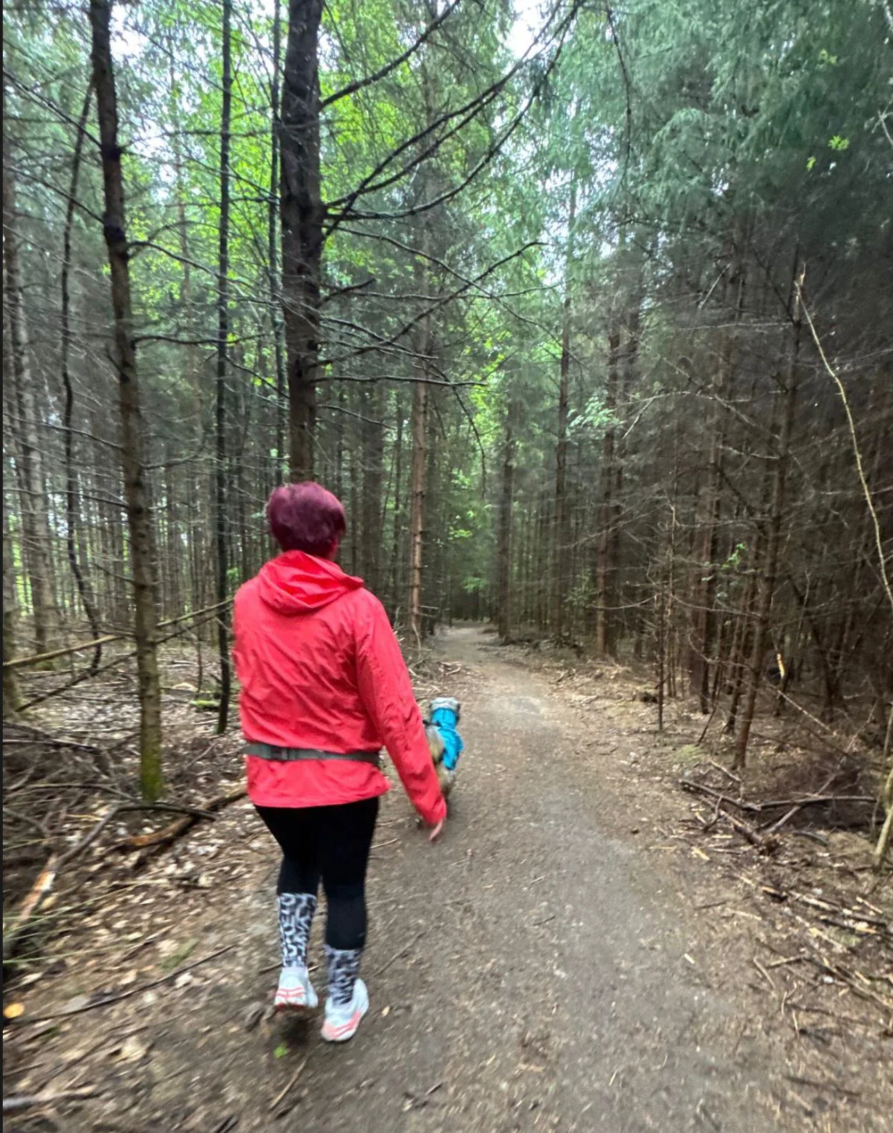 Einzeltraining für reaktive und scheue Hunde – Spaziergang im Wald, Putzbrunn München