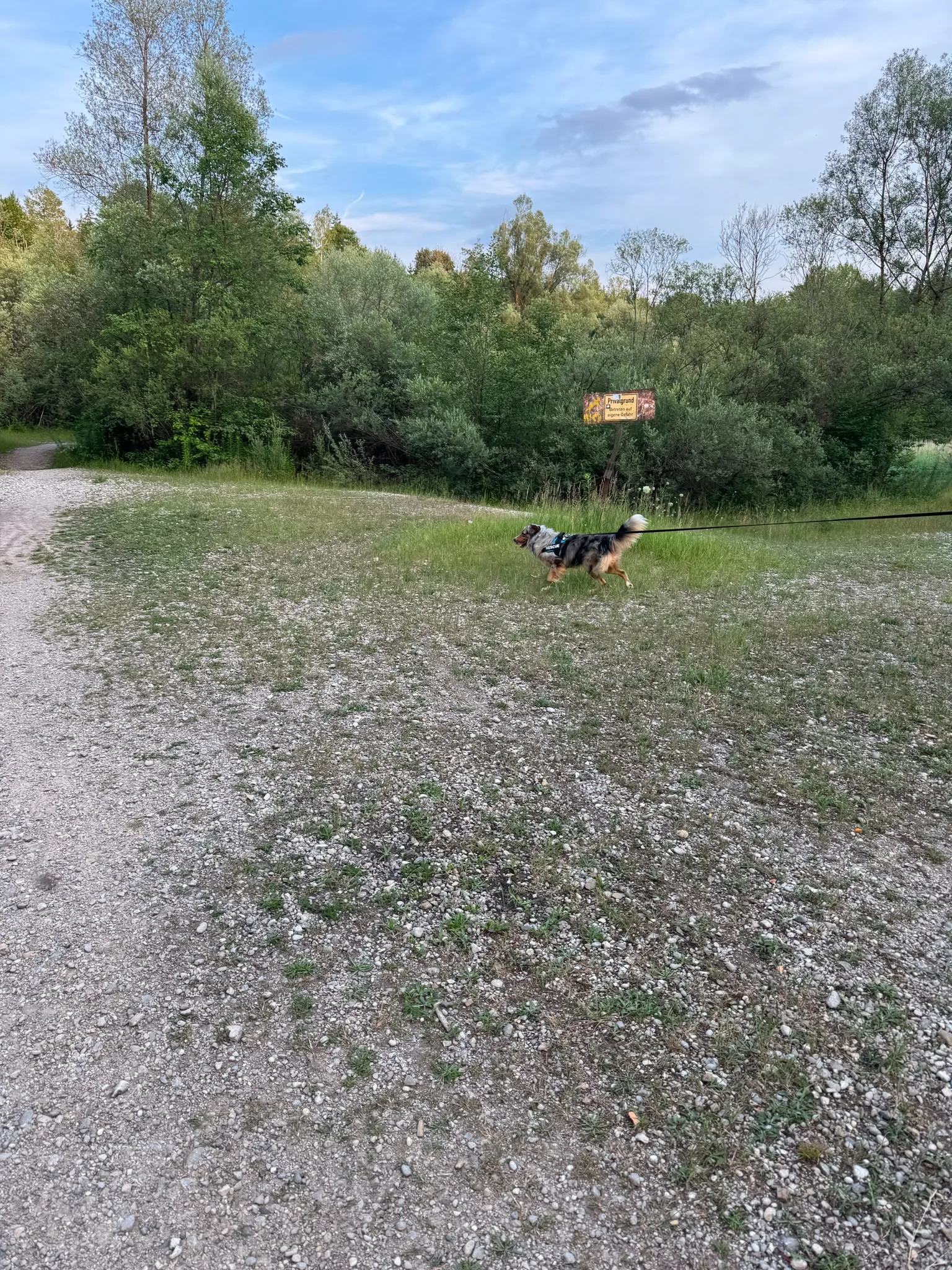 Mantrailing Hundetraining – aktive Nasenarbeit in Natur, Putzbrunn München