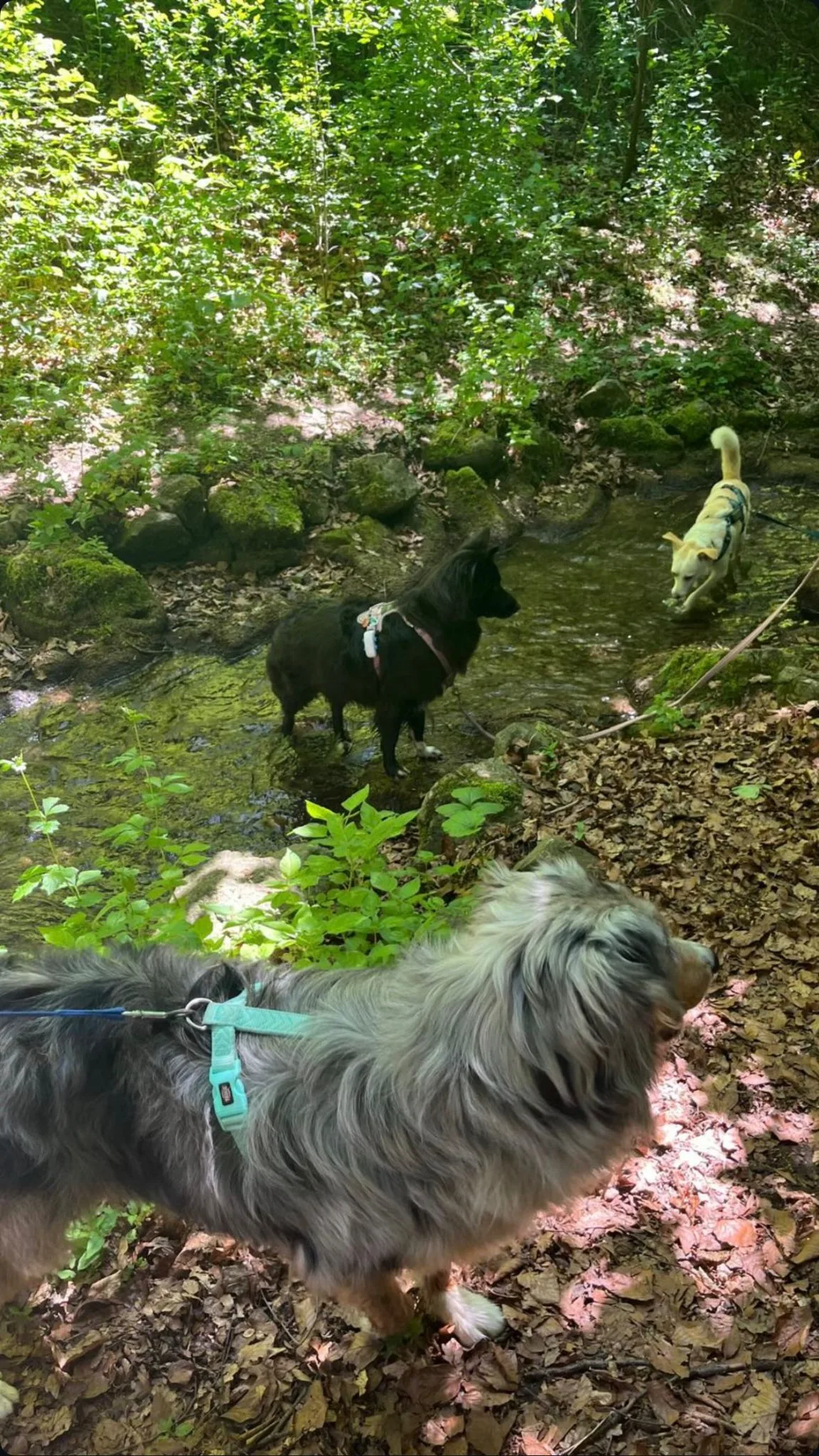 Social Walk – Hunde gemeinsam im Wald, Begegnungstraining München